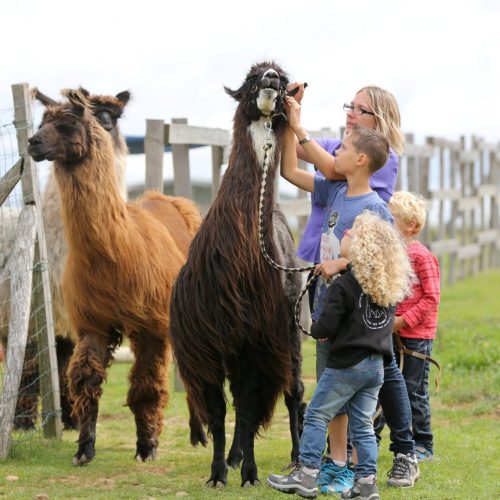 Activités à proximité du camping le Château, Hauterives le palais du Facteur Cheval