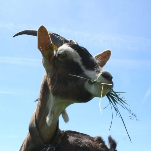 Activités à proximité du camping le Château, Hauterives le palais du Facteur Cheval